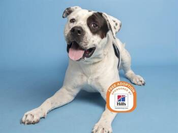 MOO COW -  Pit Bull Terrier and Mixed Breed Dog for Adoption in Phoenix, Arizona - MOO COW | PetCurious