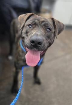 Mixed Breed Dogs Available for Adoption in Dallas, Texas - ROSCO | PetCurious