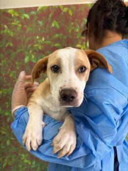 Labrador Retriever and Mixed Breed Dogs Available for Adoption in San Antonio, Texas - Posey | PetCurious