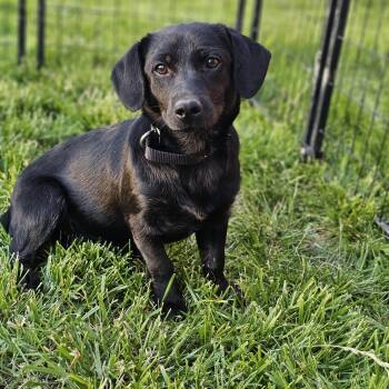 Dachshund Dogs Available for Adoption in Shiloh, Illinois - Daisy So Il | PetCurious