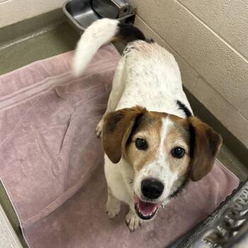Sweet Pea -  Mixed Breed Dog for Adoption in Harrisonburg, Virginia - Sweet Pea | PetCurious