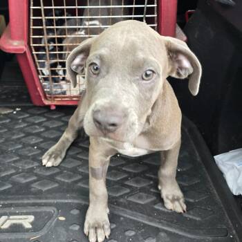 Dante -  Mixed Breed and Pit Bull Terrier Dog for Adoption in Williston, Florida - Dante | PetCurious