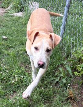 Labrador Retriever Dogs Available for Adoption in Little Rock, Arkansas - Bookie | PetCurious