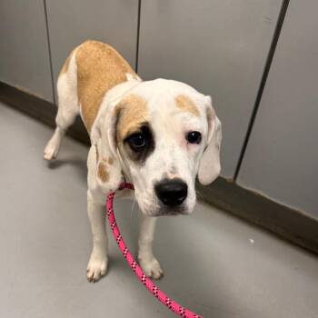Willow -  Pointer and American Foxhound Dog for Adoption in Troy, Virginia - Willow | PetCurious