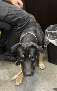 STOICK -  German Shepherd Dog Dog for Adoption in Casper, Wyoming - STOICK | PetCurious