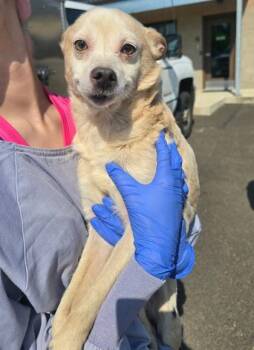 Bruce Banner -  Chihuahua and Mixed Breed Dog for Adoption in Eugene, Oregon - Bruce Banner | PetCurious
