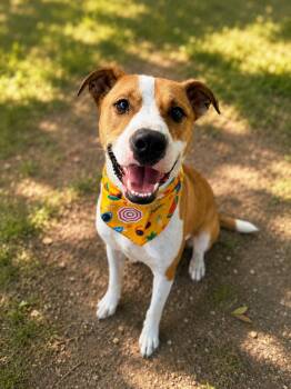 Staffordshire Bull Terrier and Mixed Breed Dogs Available for Adoption in Houston, Texas - Benie | PetCurious