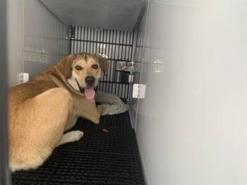 Rescue Labrador Retriever and Great Pyrenees Dogs for Adoption in Pasadena, California - SATCHEL | PetCurious