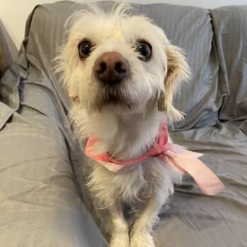 Cherry -  Terrier and Mixed Breed Dog for Adoption in San Francisco, California - Cherry | PetCurious