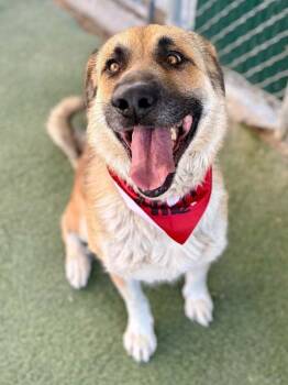 Rescue Anatolian Shepherd Dogs for Adoption in Bountiful, Utah - Potro | PetCurious