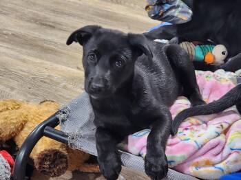 Shepherd and Labrador Retriever Dogs Available for Adoption in Marine City, Michigan - Skye | PetCurious
