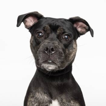 Rescue Mixed Breed Dogs for Adoption in Franklin, Tennessee - Shannon | PetCurious