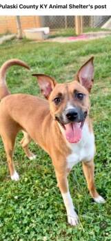 Maggie *Help! I need a foster home asap!* -  Boxer and Labrador Retriever Dog for Adoption in Minneapolis, Minnesota - Maggie *Help! I Need A Foster Home Asap!* | PetCurious