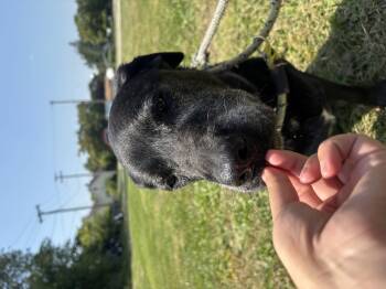 Rescue Black Labrador Retriever Dogs for Adoption in Steger, Illinois - Maggie | PetCurious