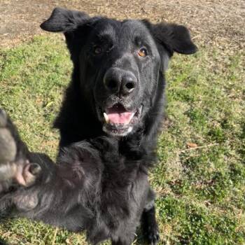 Rescue Black Labrador Retriever and Shepherd Dogs for Adoption in San Jacinto, California - Ronny | PetCurious
