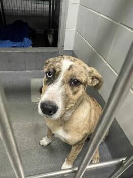 Catahoula Leopard Dog Dogs Available for Adoption - AMILIE | PetCurious