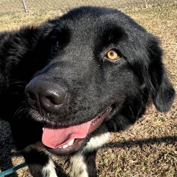Rescue Great Pyrenees and Border Collie Dogs for Adoption in Seguin, Texas - Maggie | PetCurious