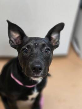 Zyana -  Labrador Retriever and Australian Cattle Dog Blue Heeler Dog for Adoption in Kennewick, Washington - Zyana | PetCurious
