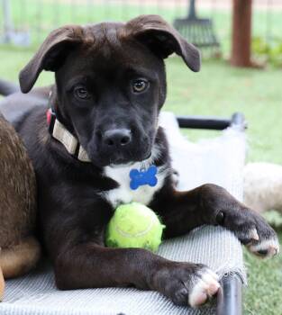 Labrador Retriever Dogs Available for Adoption in Southlake, Texas - Resa | PetCurious