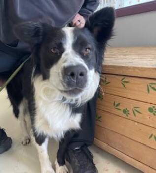 MAX -  Border Collie and Mixed Breed Dog for Adoption in Salinas, California - MAX | PetCurious