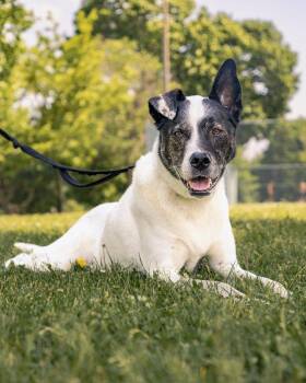 Rescue Shepherd Dogs for Adoption in Laval, Quebec - Giorgi | PetCurious