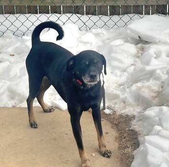 Hound and Rottweiler Dogs Available for Adoption - Chloe | PetCurious