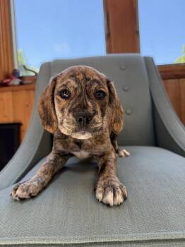 Cocker Spaniel and Pit Bull Terrier Dogs Available for Adoption in Pottstown, Pennsylvania - Oma | PetCurious