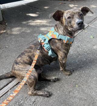 Poptart -  Mixed Breed Dog for Adoption in Mount Pleasant, South Carolina - Poptart | PetCurious