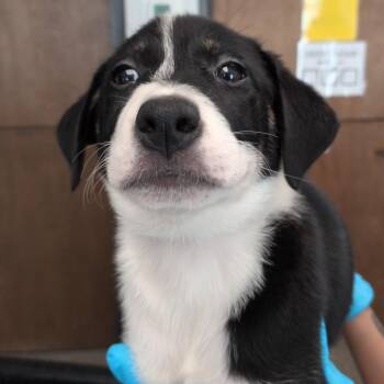 Godzilla -  Labrador Retriever and Great Pyrenees Dog for Adoption in Hattiesburg, Mississippi - Godzilla | PetCurious