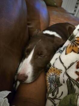 Terrier Dogs Available for Adoption - Ali | PetCurious