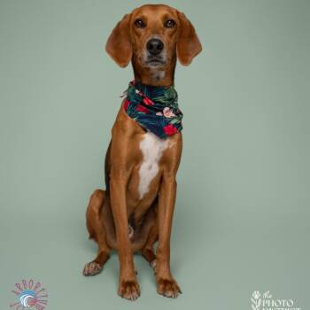 Bacon -  Foxhound and Vizsla Dog for Adoption in Beulaville, North Carolina - Bacon | PetCurious