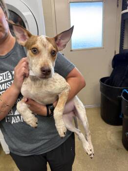 Jasmine -  Australian Cattle Dog Blue Heeler Dog for Adoption in Rockwall, Texas - Jasmine | PetCurious