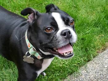 Louie -  Boston Terrier Dog for Adoption in Seattle, Washington - Louie | PetCurious