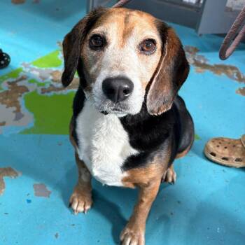 Beagle Dogs Available for Adoption - Judd | PetCurious