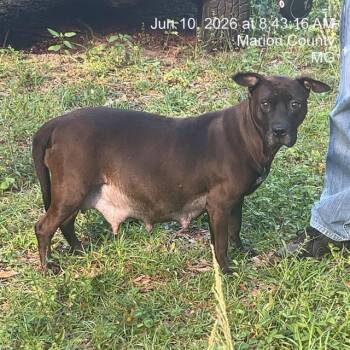BIG MAMA -  Pit Bull Terrier and Mixed Breed Dog for Adoption in Ocala, Florida - BIG MAMA | PetCurious