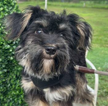 Rudy -  Miniature Schnauzer Dog Available for Adoption in Vidor, Texas - Rudy | PetCurious