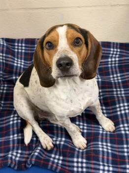 Beagle Dogs Available for Adoption in Fort Myers, Florida - CHIP | PetCurious