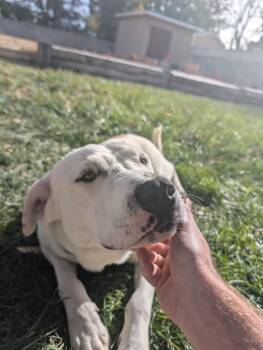 Rescue Labrador Retriever and Great Pyrenees Dogs for Adoption in Portales, New Mexico - Biscuit | PetCurious