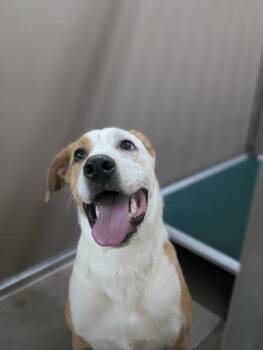 Mixed Breed Dogs Available for Adoption in Fort Worth, Texas - Winston | PetCurious