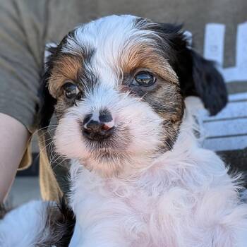 Ace -  Maltese and Miniature Schnauzer Dog Available for Adoption in Fort Collins, Colorado - Ace | PetCurious