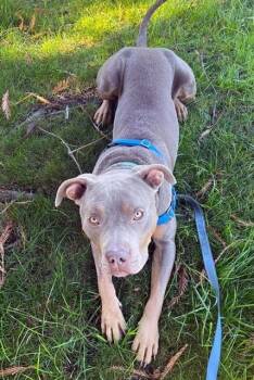 Rescue Pit Bull Terrier Dogs for Adoption in Alameda, California - ZUMA | PetCurious