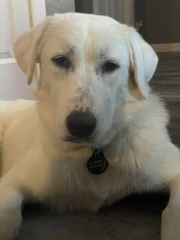 Emmy -  Great Pyrenees and Labrador Retriever Dog for Adoption in Garland, Texas - Emmy | PetCurious