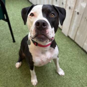 Bennett -  Mixed Breed Dog for Adoption in Merriam, Kansas - Bennett | PetCurious