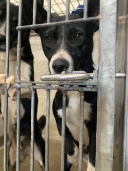 Rescue Australian Kelpie and Mixed Breed Dogs for Adoption in San Bernardino, California - INGRID | PetCurious