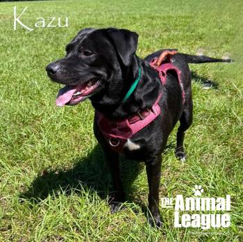 Kazu -  Labrador Retriever Dog for Adoption in Groveland, Florida - Kazu | PetCurious