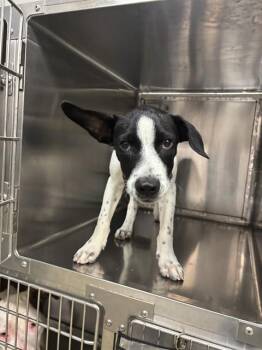 BRUCE -  Hound and Mixed Breed Dog for Adoption in Oklahoma City, Oklahoma - BRUCE | PetCurious
