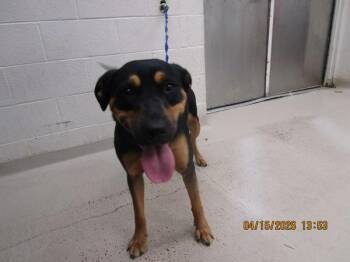 Rottweiler Dogs Available for Adoption in Marietta, Georgia - Mia (824) | PetCurious