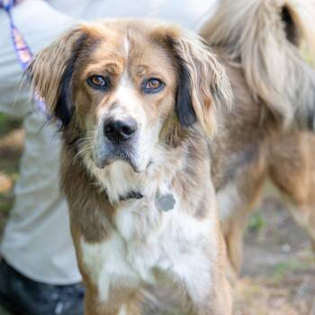 Munch -  Mastiff and Setter Dog for Adoption in Kennebunk, Maine - Munch | PetCurious