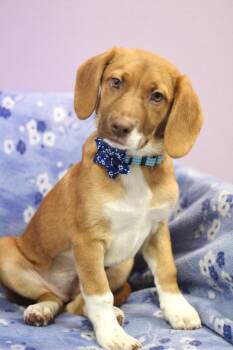 Beagle Dogs Available for Adoption in Manchester, New Hampshire - Bunny In NH! Come Meet Our Adoptable Dogs Wednesday-Saturday. Mo | PetCurious
