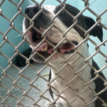 Mixed Breed Dogs Available for Adoption - Shelly | PetCurious